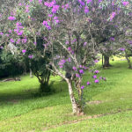 Terreno à venda em Loteamento Terras de São Pedro e São Paulo, Salto, SP