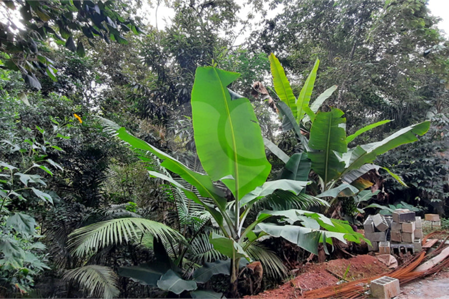 Terreno à venda em Serra da Cantareira, Mairiporã, SP