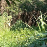 Terreno à venda em Vila Tramontano, São Paulo, SP