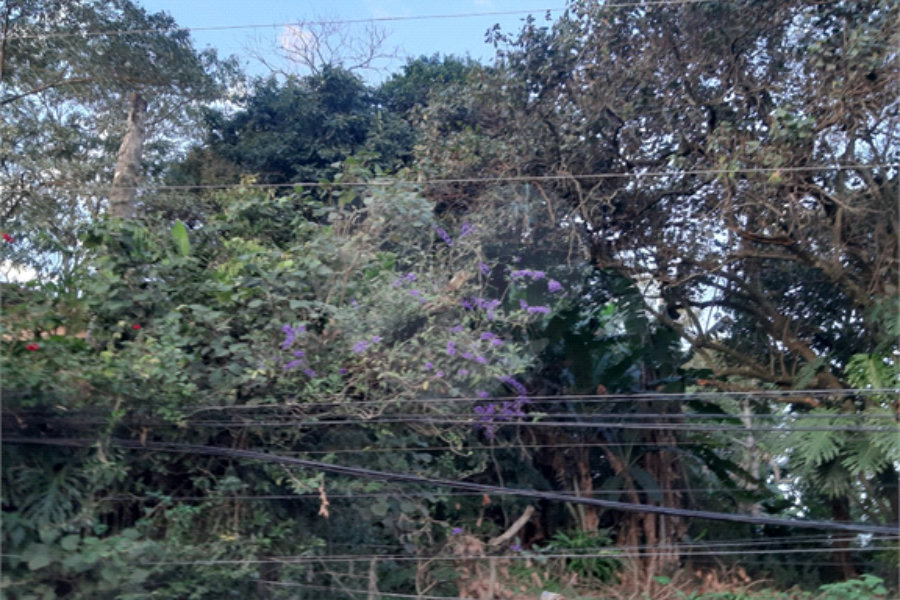 Terreno à venda em Vila Gustavo, São Paulo, SP