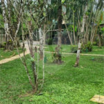 Casa Térrea à venda com 4 quartos, sendo 3 suítes, em Sertão do Piavu, São Sebastião, SP