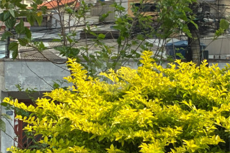 Terreno à venda em Vila Fiuza, Guarulhos, SP