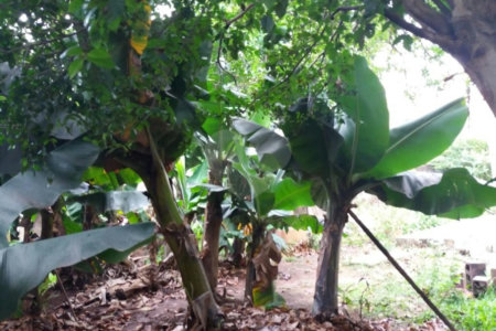Casa à venda com 4 quartos, sendo 1 suíte,  em Jardim Helga, São Paulo, SP