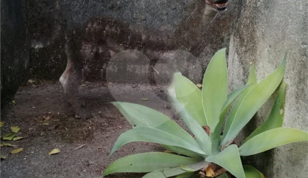 Terreno à venda com 5 quartos em Chácara Califórnia, São Paulo, SP
