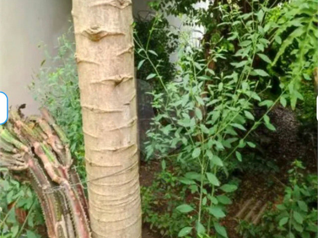 Terreno à venda com 3 quartos em Tucuruvi, São Paulo, SP
