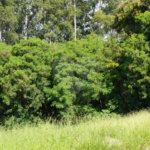 Terreno à venda em Bela Vista, Salto, SP