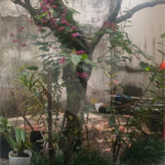 Casa à venda com 2 quartos em Campo Grande, Rio de Janeiro, RJ