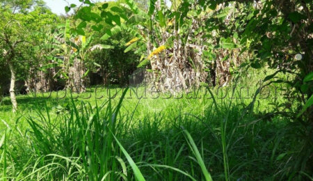 Terreno à venda em Horto Florestal, São Paulo, SP