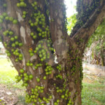 Terreno à venda em Jardim Bela Vista, Guarulhos, SP