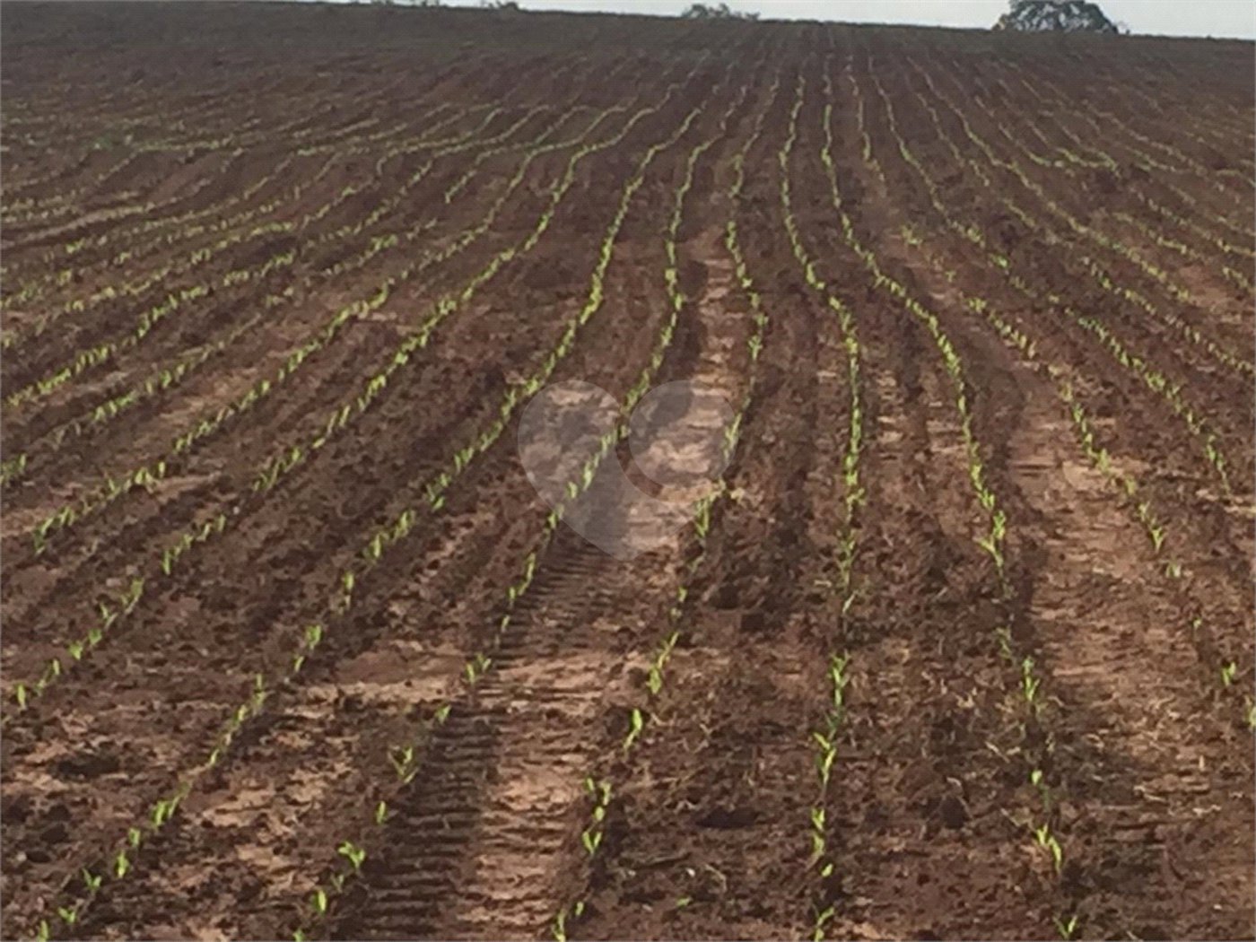 Fazenda à venda com 2 quartos em Canabrava, João Pinheiro, MG