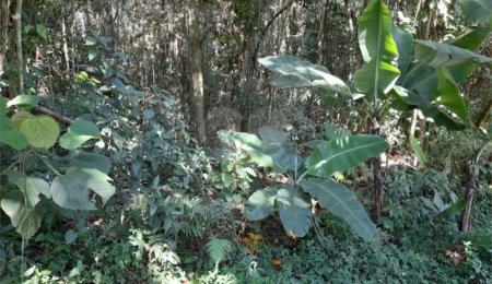 Terreno à venda em Roseira, Mairiporã, SP