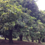 Área de Terra à venda em Colinas do Mosteiro de Itaici, Indaiatuba, SP