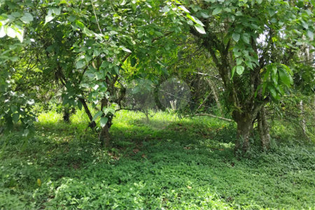 Chácara à venda com 2 quartos em Vila Caputera, Mogi das Cruzes, SP