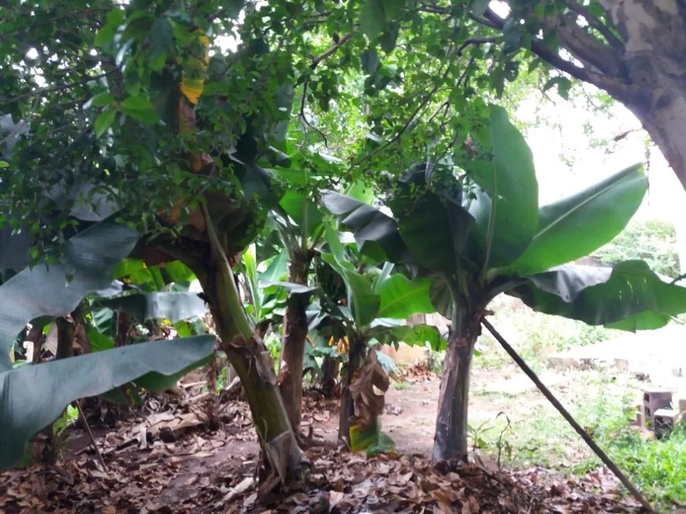 Casa à venda com 4 quartos, sendo 1 suíte, em Jardim Helga, São Paulo, SP