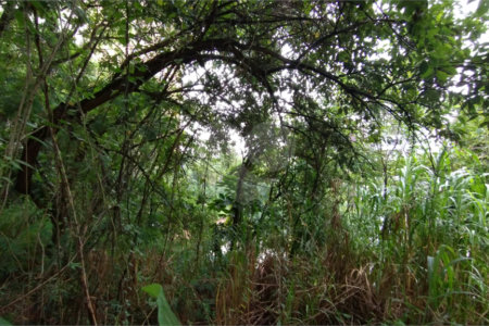 Terreno à venda em Vila Suzana, São Paulo, SP
