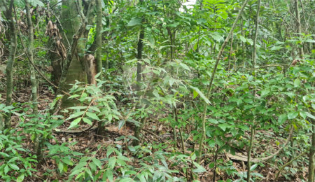 Terreno à venda em Caraguatá, Mairiporã, SP
