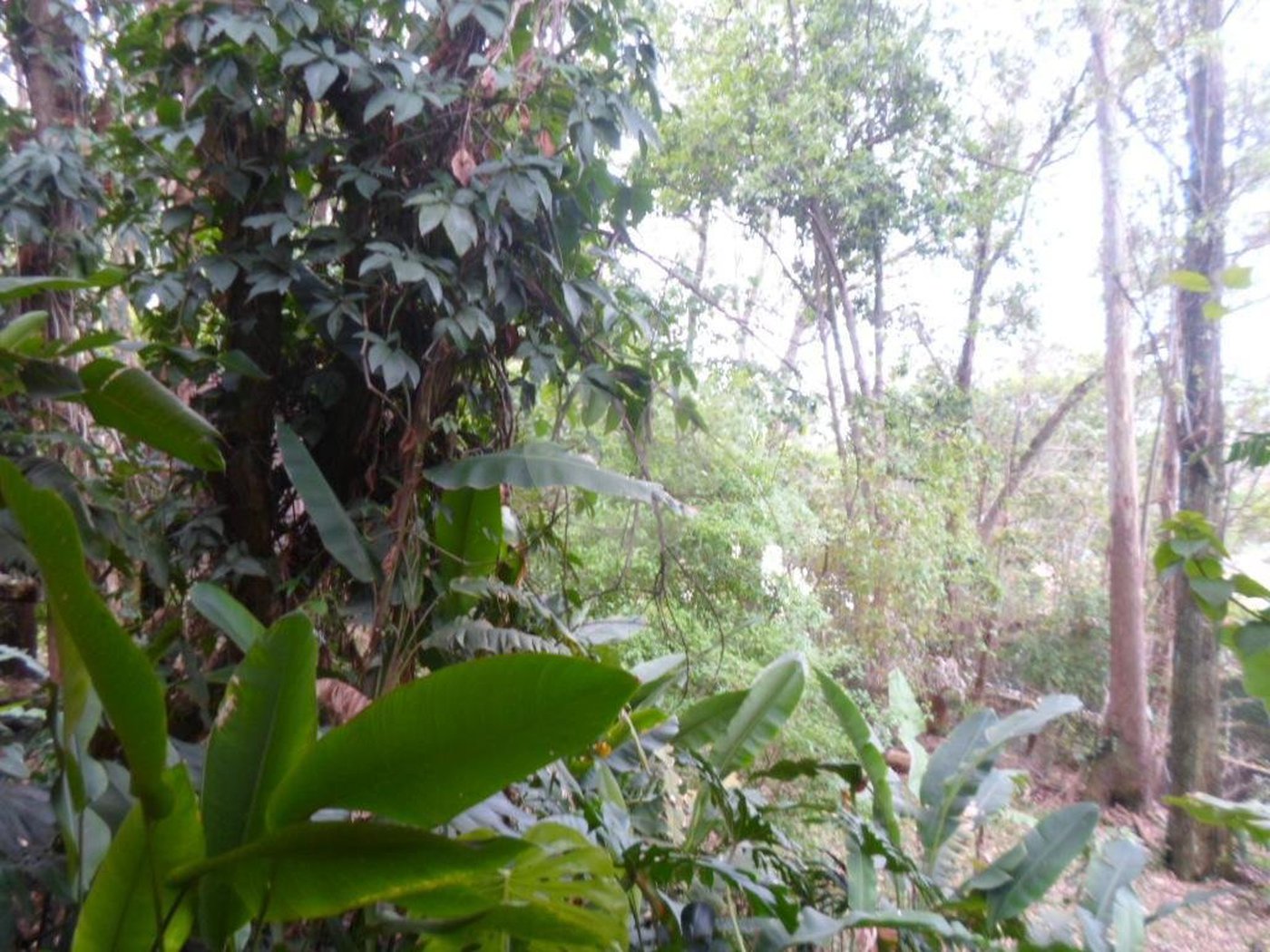 Sobrado à venda com 5 quartos, sendo 3 suítes, em Fazenda Morumbi, São Paulo, SP