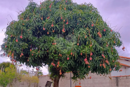 Chácara à venda com 3 quartos, sendo 1 suíte, em Pavão (canguera), São Roque, SP