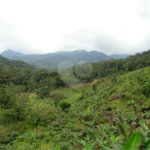 Fazenda à venda no Centro, Sete Barras, SP