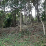 Loteamento à venda em Serra da Cantareira, São Paulo, SP