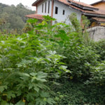 Terreno à venda em Barro Branco (zona Norte), São Paulo, SP