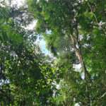 Terreno à venda em Caraguatá, Mairiporã, SP