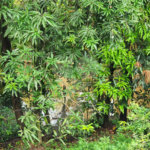 Chácara à venda com 3 quartos, sendo 1 suíte, em Jardim Buru, Salto, SP