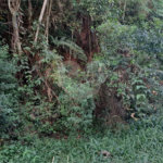Terreno à venda no condomínio Associação Reserva das Hortênsias, Mairiporã - SP