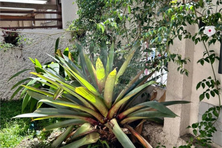 Casa à venda com 4 quartos, sendo 2 suítes, em Planalto Paulista, São Paulo, SP