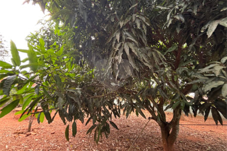 Chácara à venda com 3 quartos em Vila Sottemo, Itapetininga, SP