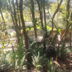 Casa à venda ou para alugar com 3 suítes em Juqueri Mirim, Mairiporã, SP