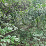 Terreno à venda em Caraguatá, Mairiporã, SP