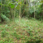 Terreno à venda em Vila Moraes, Mogi das Cruzes, SP