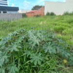 Terreno com 250,00 m² .