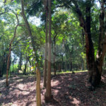 Terreno à venda no condomínio Chácara Flora, São Paulo - SP