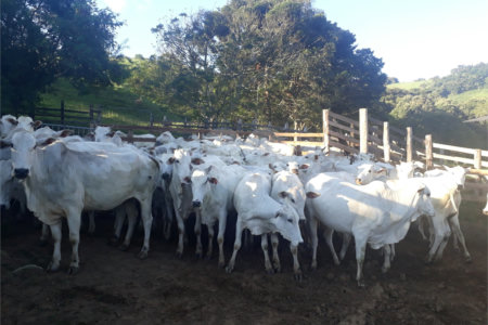 Fazenda com pasto a venda em Morungaba
