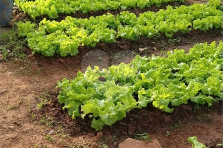 Área de Terra à venda ou para alugar com 3 quartos em Parque Ortolândia, Hortolândia, SP