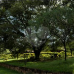 Fazenda à venda com 11 quartos no Centro, Analândia, SP