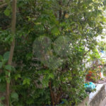 Casa à venda com 3 quartos, sendo 1 suíte, em Pirituba, São Paulo, SP