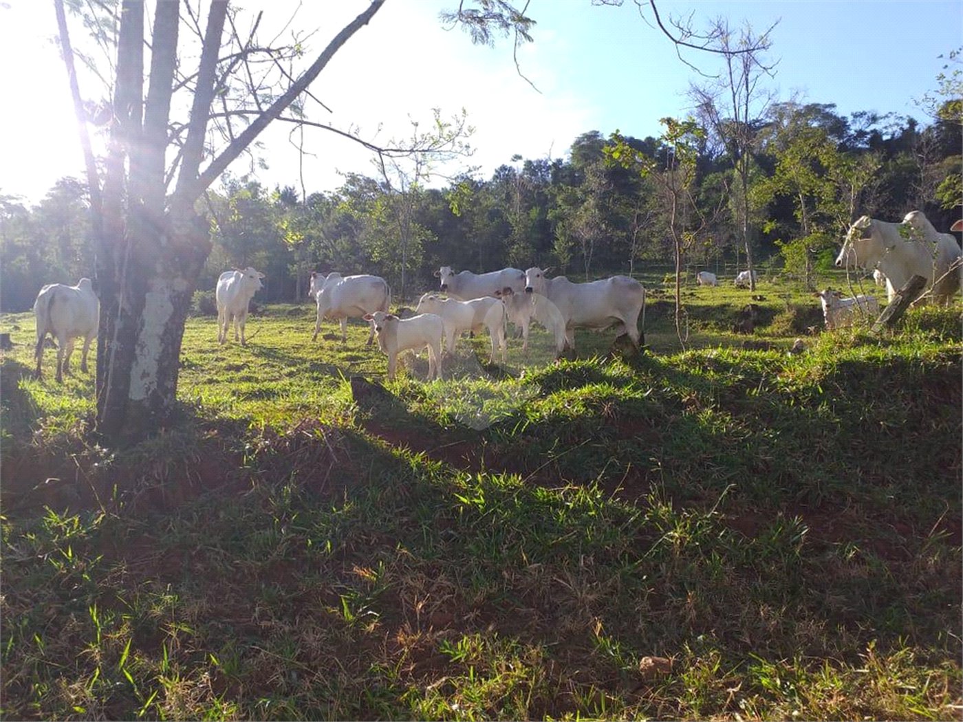 Sítio à venda com 2 quartos no Centro, Descalvado, SP