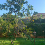Casa à venda com 4 quartos, sendo 2 suítes, em Jardim Canadá, Ribeirão Preto, SP
