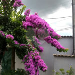 Casa à venda com 4 quartos, sendo 2 suítes, em Vila Petrópolis, Atibaia, SP
