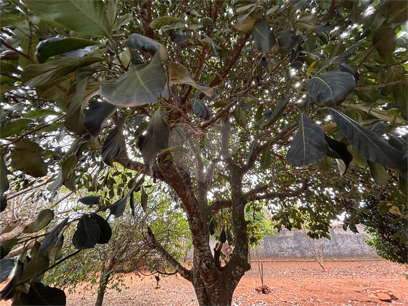 Chácara à venda com 3 quartos em Vila Sottemo, Itapetininga, SP