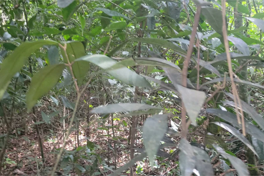 Terreno à venda em Mantiqueira, Mairiporã, SP