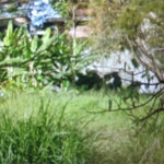 Terreno à venda ou para alugar no condomínio Giovanni Gronchi, São Paulo - SP