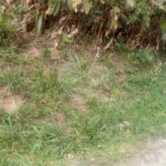 Terreno à venda em Caraguatá, Mairiporã, SP