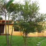 Sobrado à venda ou para alugar com 2 suítes em Paraisópolis, São Paulo, SP