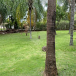 Chácara no Condomínio Vale das Laranjeiras em Indaiatuba SP - Venda - R$ 3,600.000,00 - Locaçao - R$ 30.000,00 mais encargos - Linda, espaçosa, aconchegante, acabamento de alto padrão em rua tranquila e arborizada, em um dos Condomínios mais valorizados de Indaiatuba. Com fácil acesso as principa