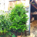 Casa á venda - Jabaquara