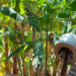 Chácara à venda com 4 quartos em Área Rural de Louveira, Louveira, SP